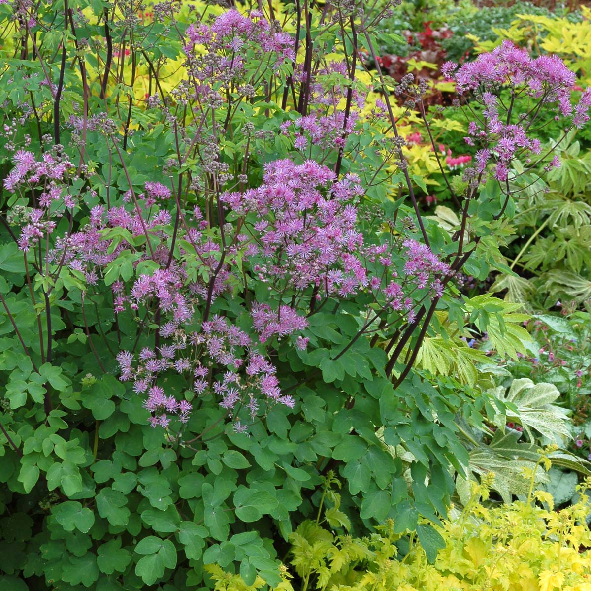 Thalictrum aquilegifolium 'Black Stockings'
